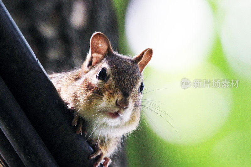 加拿大:东部花栗鼠(Tamias striatus)